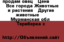  продам овец › Цена ­ 100 - Все города Животные и растения » Другие животные   . Мурманская обл.,Териберка с.